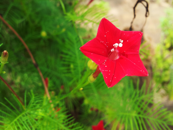 member of morning glory family 600